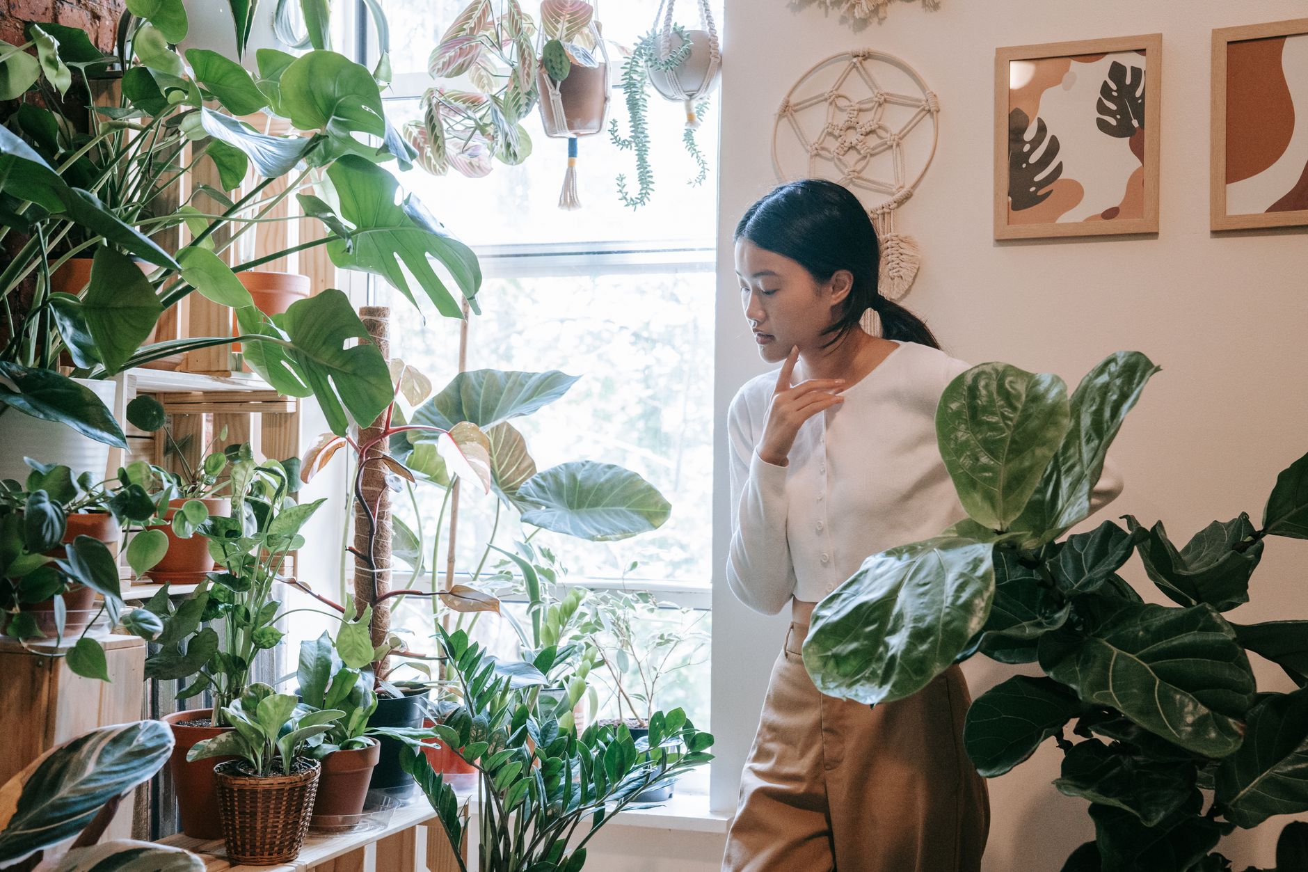 houseplants